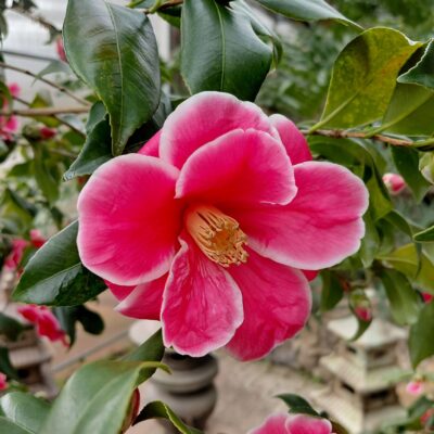 Camellia x vernalis 'Christmas Candy'