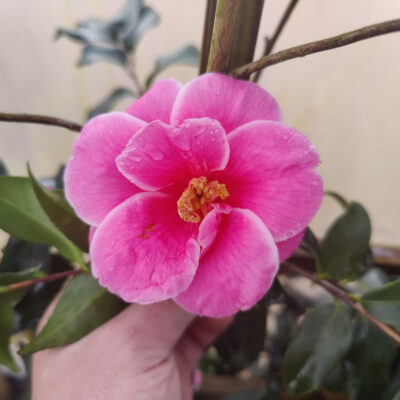 Camellia x vernalis 'Christmas Candy'