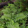 Dryopteris goldiana