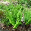 Dryopteris goldiana - Image 2