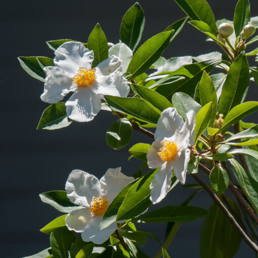 Gordlinia grandiflora 'Sweet Tea'