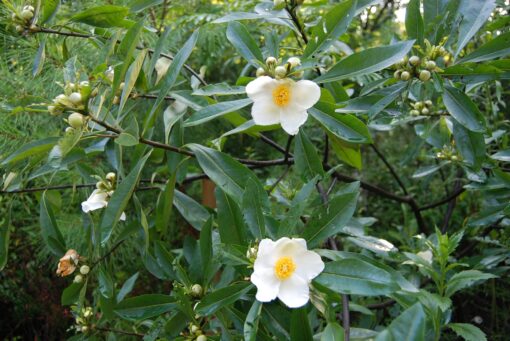 Gordlinia grandiflora 'Sweet Tea' - Image 2