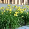 Hemerocallis 'Hyperion' - Image 2