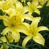 Hemerocallis 'Hyperion'