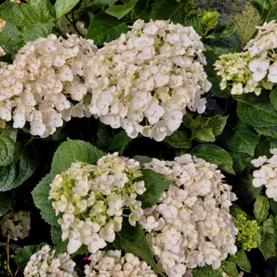 Hydrangea macrophylla 'Blushing Bride'