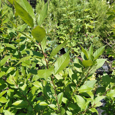 Ilex x 'Sparkleberry'