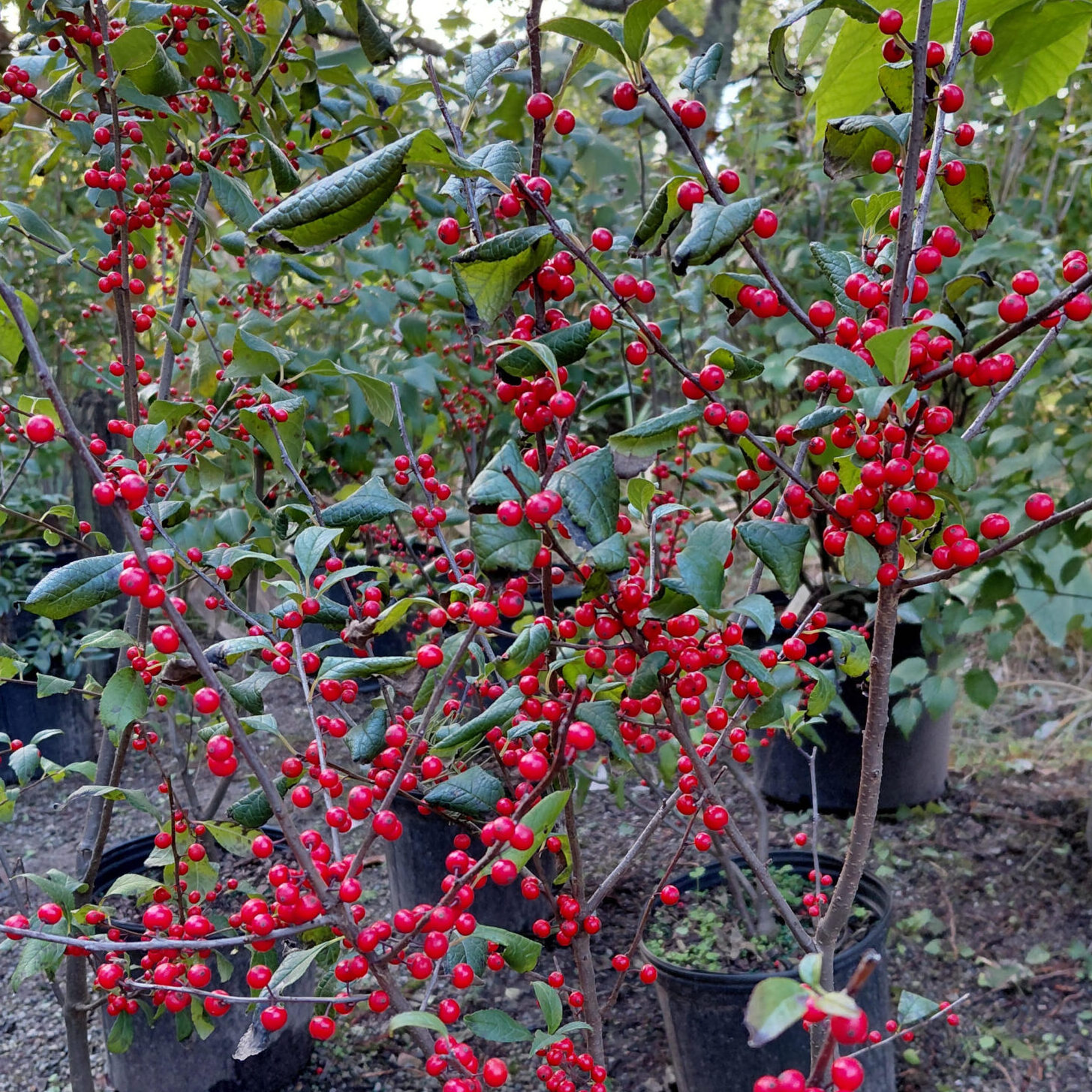 Ilex x ‘Sparkleberry’ (Deciduous Holly)