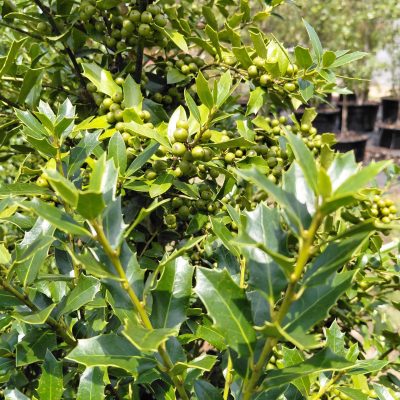 Ilex x '10-90' (Christmas Jewel)