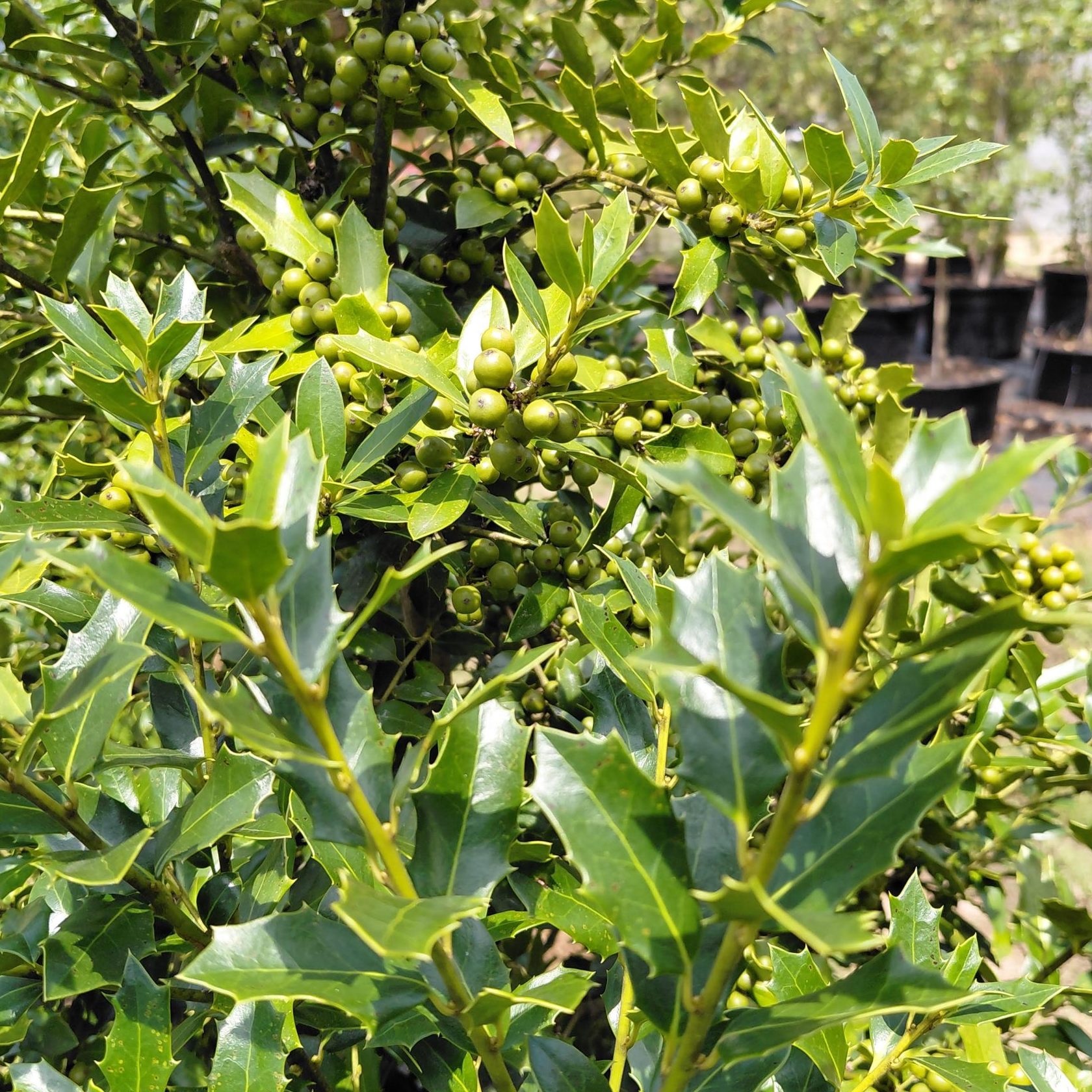 Ilex x '10-90' (Christmas Jewel)