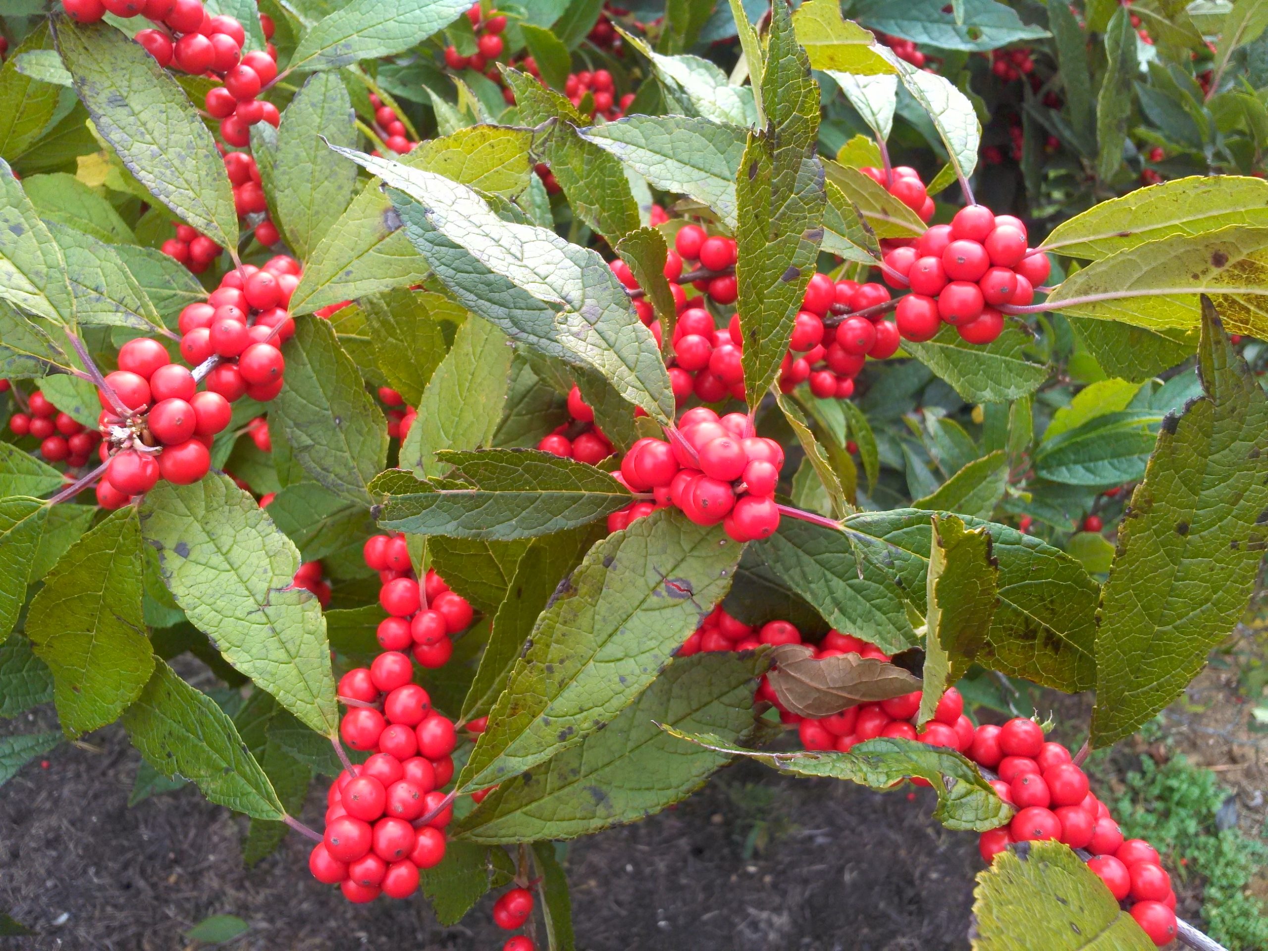 Ilex Sparkleberry