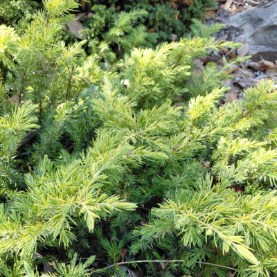 Juniperus conferta 'Golden Pacific'