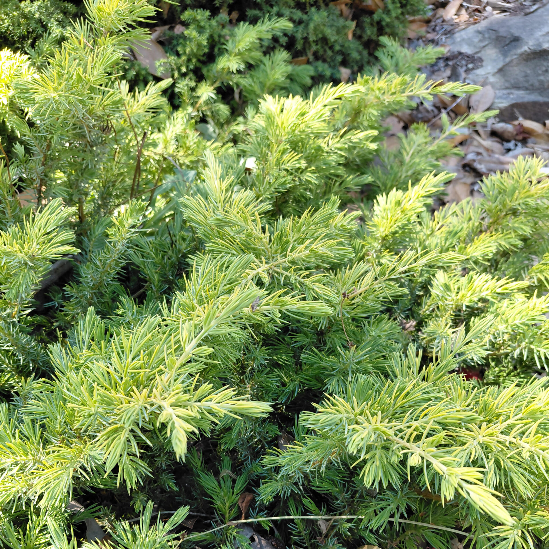 Juniperus conferta 'Golden Pacific'