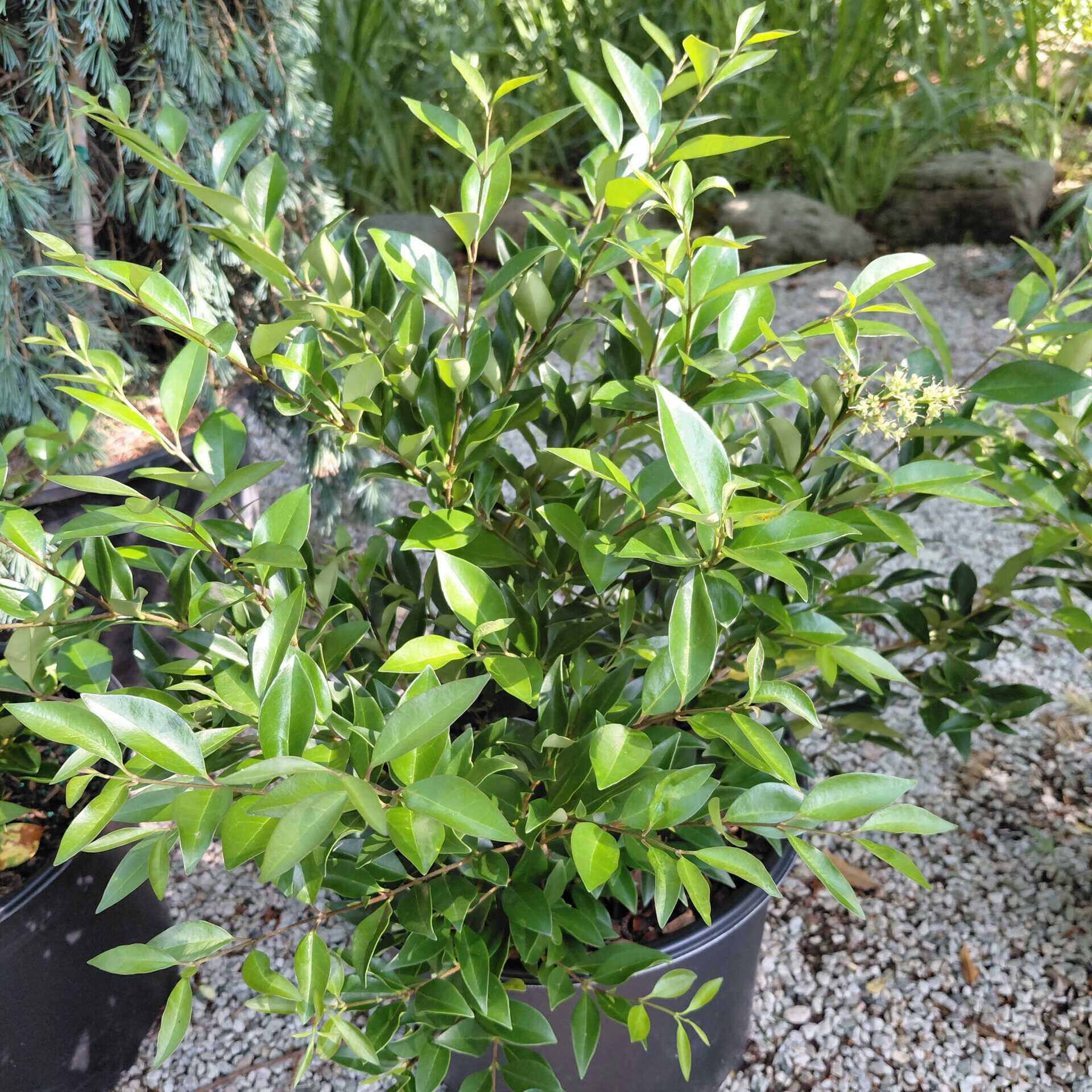 Ligustrum japonicum 'East Bay'