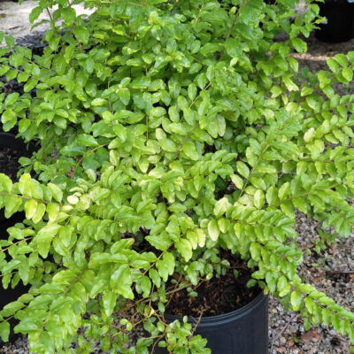 Ligustrum sinense 'Sunshine'