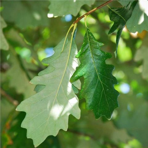 Quercus bi-color (Swamp White Oak) | Kiefer Nursery: Trees, Shrubs ...