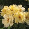 Rosa 'Meisentmil' (Lemon Drift®)