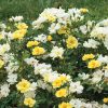Rosa 'Meisentmil' (Lemon Drift®) - Image 2