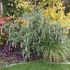 Rostrinucula dependens