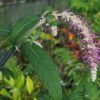Rostrinucula dependens - Image 2