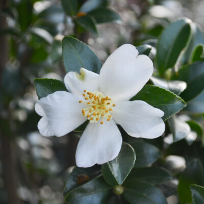 Camellia sasanqua 'Starry Pillar'