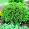 Thuja occidentalis 'Little Giant'