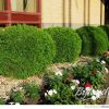 Thuja occidentalis 'Little Giant' - Image 2