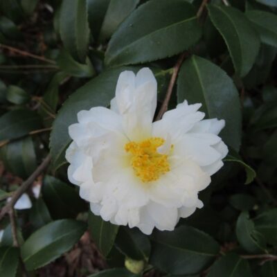 Camellia x 'Winter's Waterlily'