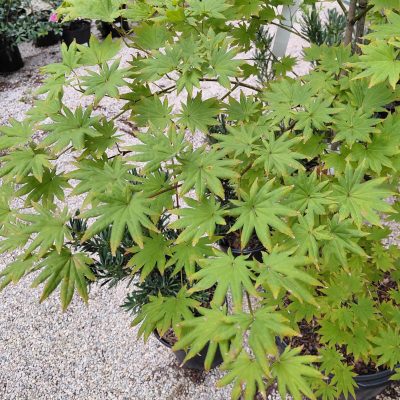 Acer shirasawanum 'Autumn Moon'