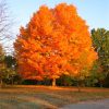 Acer saccharum 'Commemoration' - Image 2