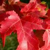 Acer ginnala
