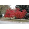 Acer ginnala - Image 2