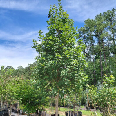 Acer saccharum 'Legacy'