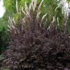 Actaea simplex 'Black Negligee'
