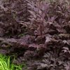 Actaea simplex 'Black Negligee' - Image 2
