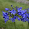 Agapanthus x 'Little Galaxy'