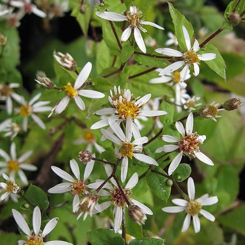 Aster (now Eurybia) divaricatus ‘Eastern Star’ | Kiefer Nursery: Trees ...