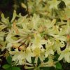 Azalea (deciduous) 'Weston's Lemon Drop'
