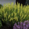 Baptisia  'American Goldfinch'