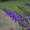 Buddleia 'Blue Knight'