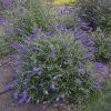 Buddleia 'Blue Knight' - Image 2