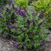 Buddleia 'Magenta Munchkin' - Image 2
