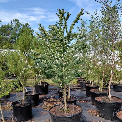 Cercidiphyllum japonicum 'Rotfuchs' (Red Fox)