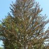 Cercidiphyllum japonicum 'Rotfuchs' (Red Fox) - Image 2