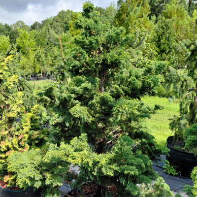 Chamaecyparis obtusa 'Well's Special'