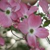 Cornus florida f. rubra