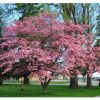 Cornus florida f. rubra - Image 3