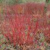 Cornus sericea