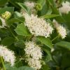 Cornus sericea - Image 2