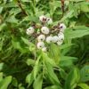 Cornus sericea - Image 3