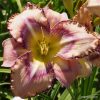 Hemerocallis 'Handwriting on the Wall'